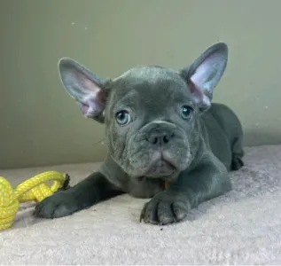 French Bulldog - Timo