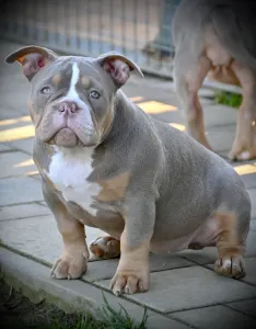American Bully - Pocket - Lilly