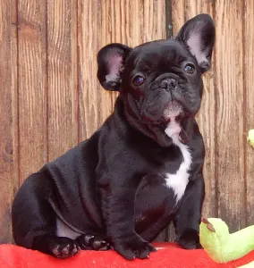 Francia bulldog - Diva