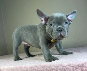 French Bulldog - Timo