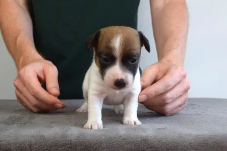 Jack Russell Terrier - Xena