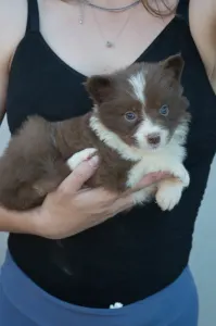 Border Collie - Fekete Nyakörv/ Barna Kan
