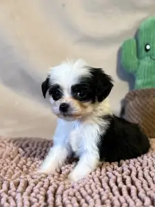 Kínai meztelen kutya - Powder Panda Boy