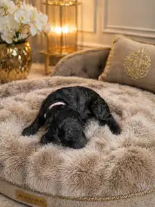 Pudel duży - Rózsaszin