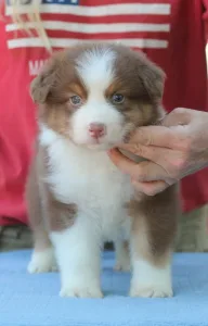 Australian Shepherd - Dailos Money Talks
