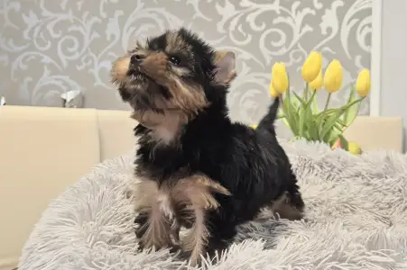 Yorkshire Terrier - Lamborghini Diablo