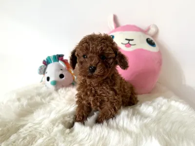 Törpe uszkár - Fendi