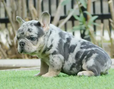 French Bulldog - Alex 