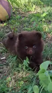 Pomeranian - Peddy Hermoso La Noche 