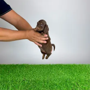 Dachshund - Frankfurti 