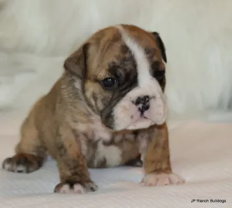 Englische Bulldogge - Bailey