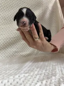 Portugalský vodní pes - Baltazar