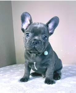 French Bulldog - David
