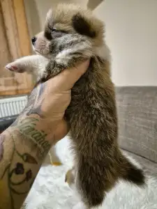 Welsh Corgi Pembroke - Olgi