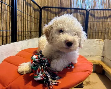 Lagotto Romagnolo - Zummi Gummi