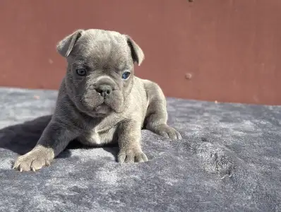 Francia bulldog - Carter