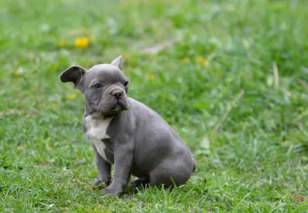 Bulldog francez - Montclair