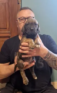 Fila Brasileiro - Jasmin, Joana, Jovana, Julieth