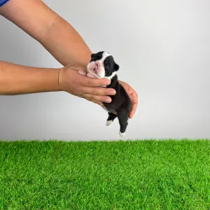 Boston Terrier - Flower