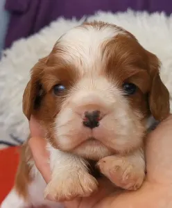 Cavalier King Čarles Španiel - Henriette