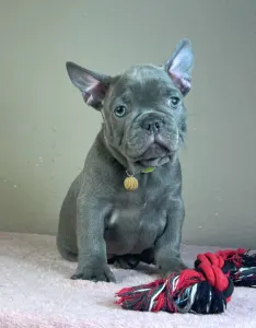 French Bulldog - Timo
