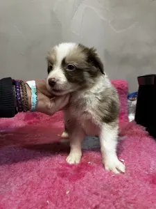 Border Collie - Chocolate Sable Merle Kan/ Male-fekete Nyakörv