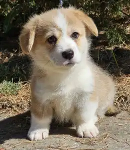 Pembroke Welsh Corgi - Nudli