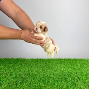 Cavalier King Charles Spaniel - Enzo