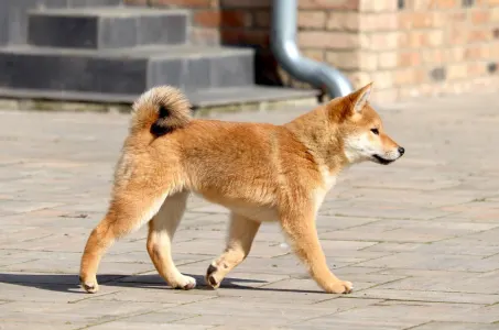 Shiba - Shinka