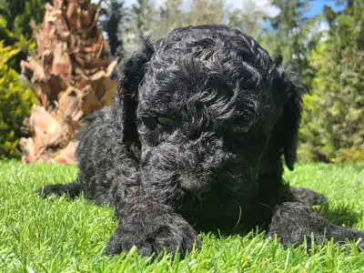 Cavapoo - Zorro