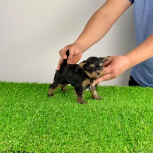 Yorkshire Terrier - Pancho