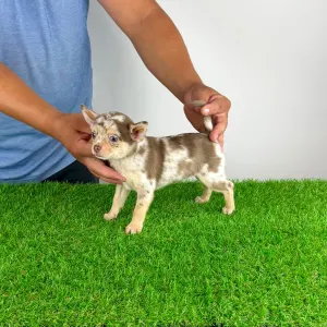 Chihuahua - Flora