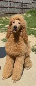 Poodle Standard - Jet’aime Charm