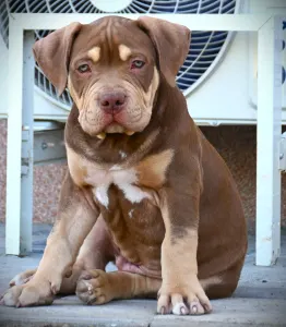 American Bully - Standard - Ghostface Fighters Aslan - Reserved!