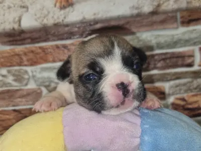 French Bulldog - Igor