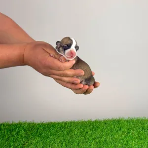 Pembroke Welsh Corgi - Yama