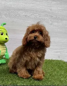 Cavapoo - Oscar 