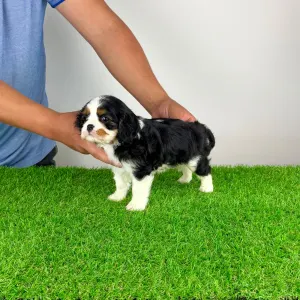 Cavalier King Charles spániel - Minnie
