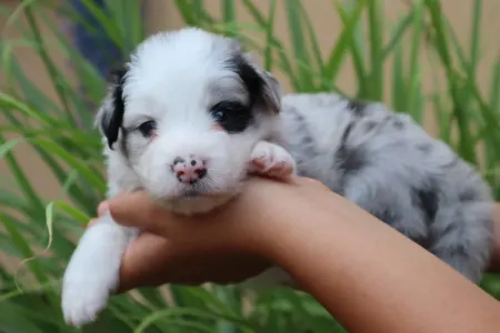 Border Collie - Banduren Border Flow
