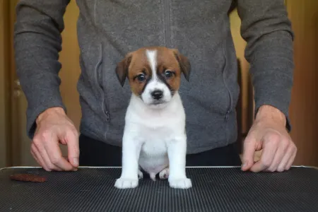 Jack Russell Terrier - Santiago