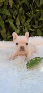 French Bulldog - Dom