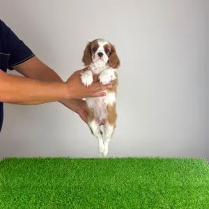 Cavalier King Charles spániel - Alex