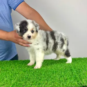 Australian Shepherd - Zenzi
