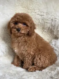 Cavapoo - Mona