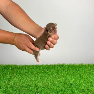 Chihuahua - Gussy