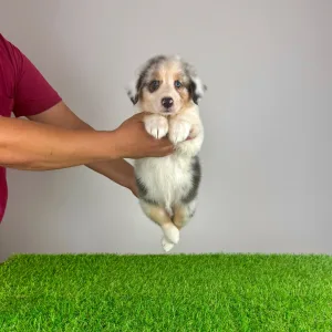 Australian Shepherd - Sillie