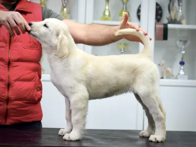 Central Asia Shepherd Dog - Jaro
