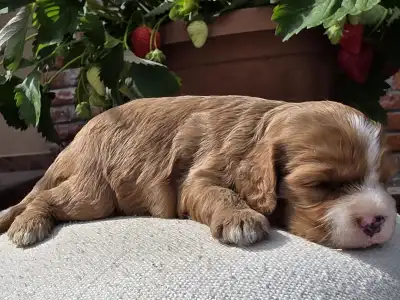 Cavapoo - Málna