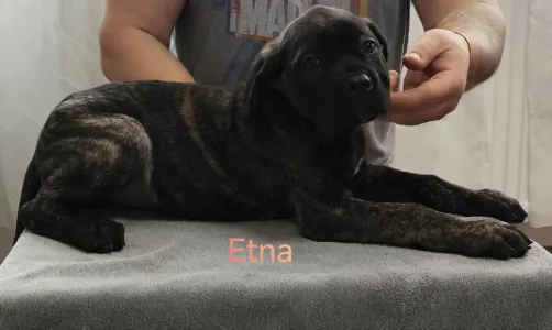 Cane Corso Italiano - Forza Di Diavolo Etna