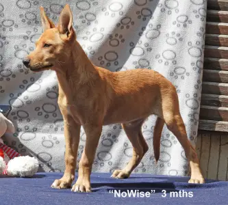 Ausztrál Kelpie - Árkosligeti Magic Eyes Nowise